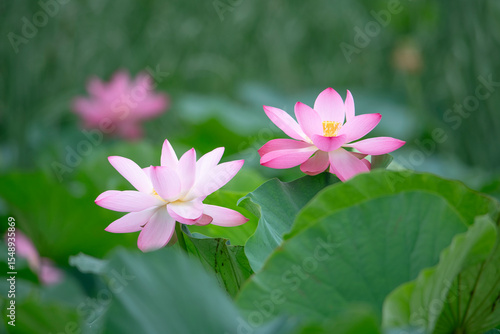 After the rain, the lotus pond is full of beautiful lotus flowers with different expressions.