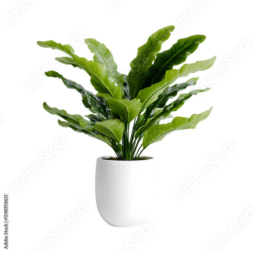 Lush Green Plant in White Pot Perfect for Home Decor  Interior Design against transparent background