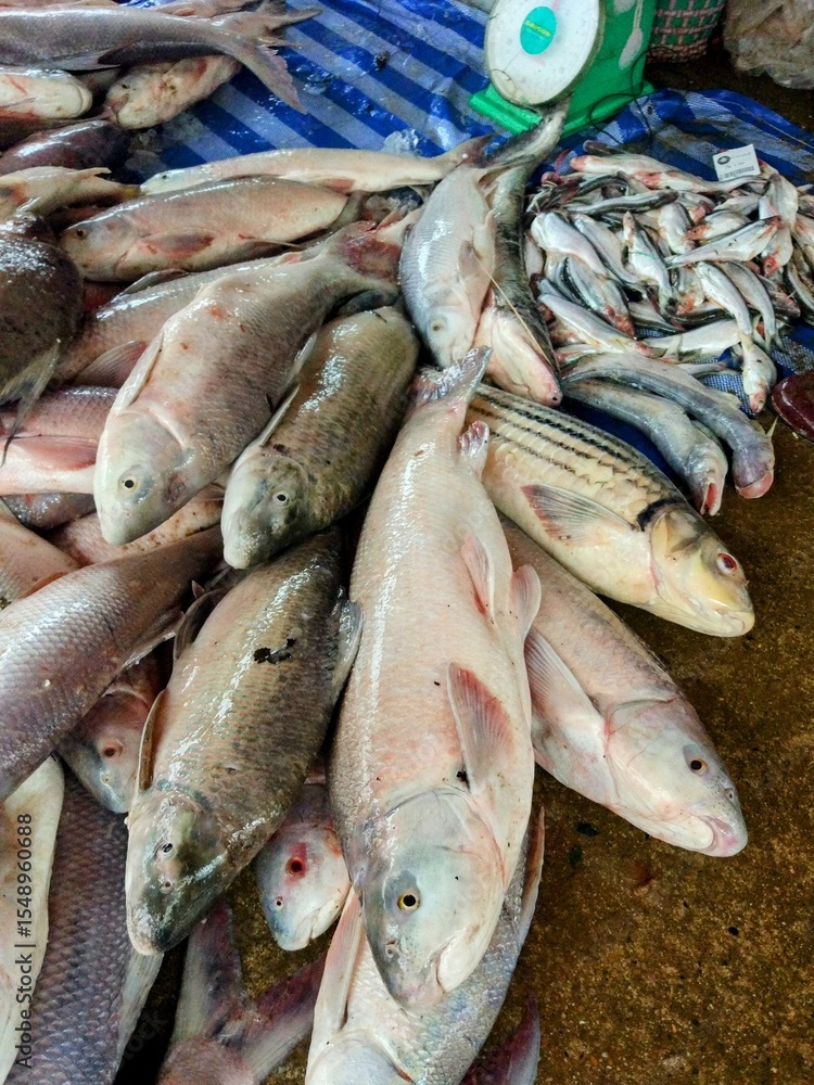 A wide variety of freshly caught Mekong River fish laid out on a blue tarp at Dao Heuang Market, Pakse, Laos. on Thu 13 Jul 2018 A wide variety of freshly caught Mekong River fish laid out on a blue tarp at Dao Heuang Market, Pakse, Laos. on Thu 13 Jul 2018