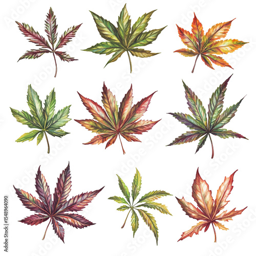 Vibrant Autumn Maple Leaves Watercolor Botanical Illustration