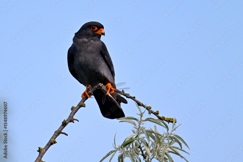 Fototapeta premium männlicher Rotfußfalke mit erbeuteter Libelle // Red-footed falcon with captured dragonfly (Falco vespertinus)