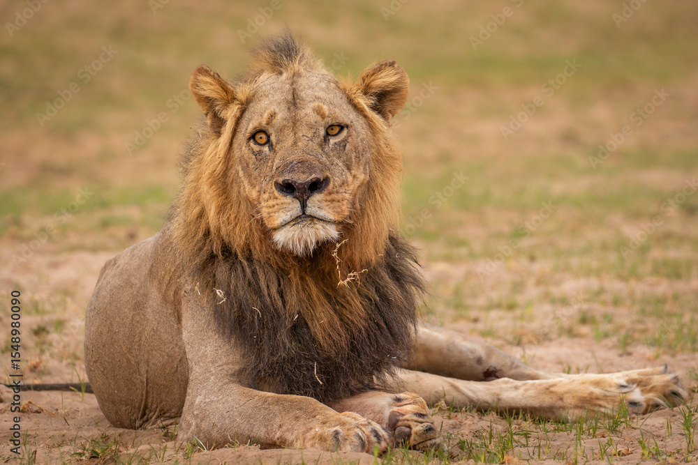 Portrait of male lion Portrait of male lion