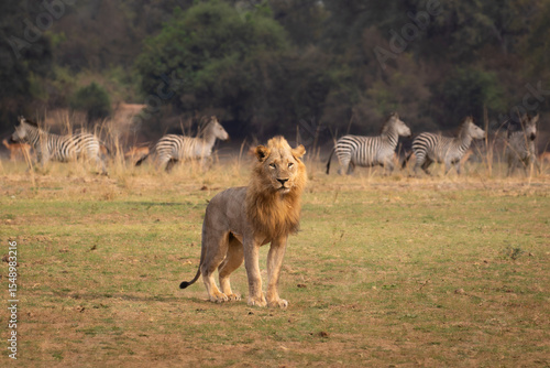 Posing lion with zebra running in the background