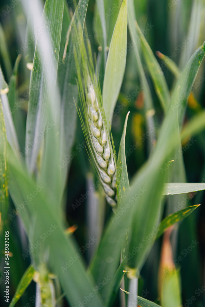 Fototapeta premium Close-up of wheat