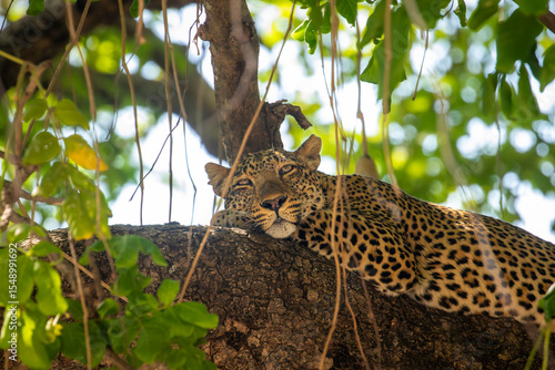Leopard awake while lying in tree