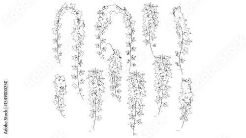 Trailing Ivy Vines Plant Line Drawing