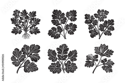   black silhouette of coriander leaves  bundle on the white background