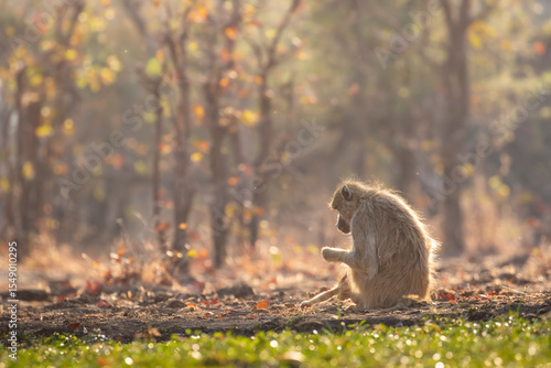Cuadro en lienzo Chacma baboon at waterhole