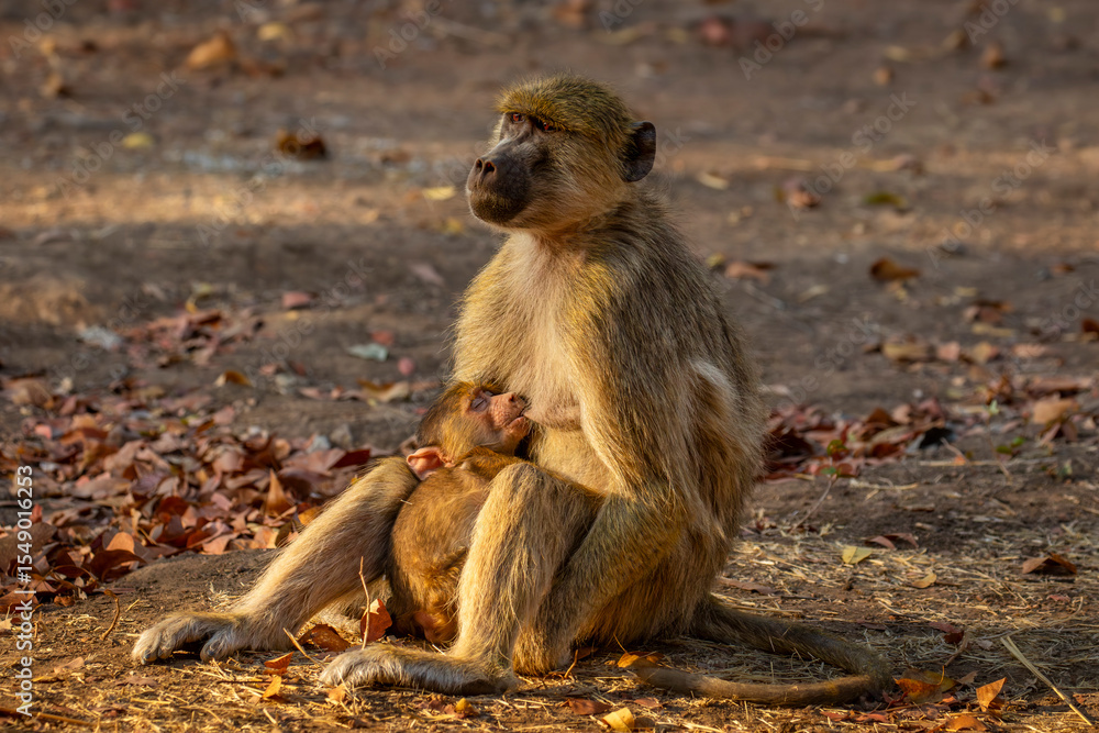 Fototapeta premium Baby chacma baboon suckling