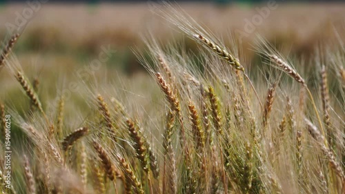 Wallpaper Mural A golden wheat field swaying in the wind at sunset. Rural landscape symbolizing harvest, organic farming, and natural grain production. Ideal for agriculture and nature themes. Torontodigital.ca