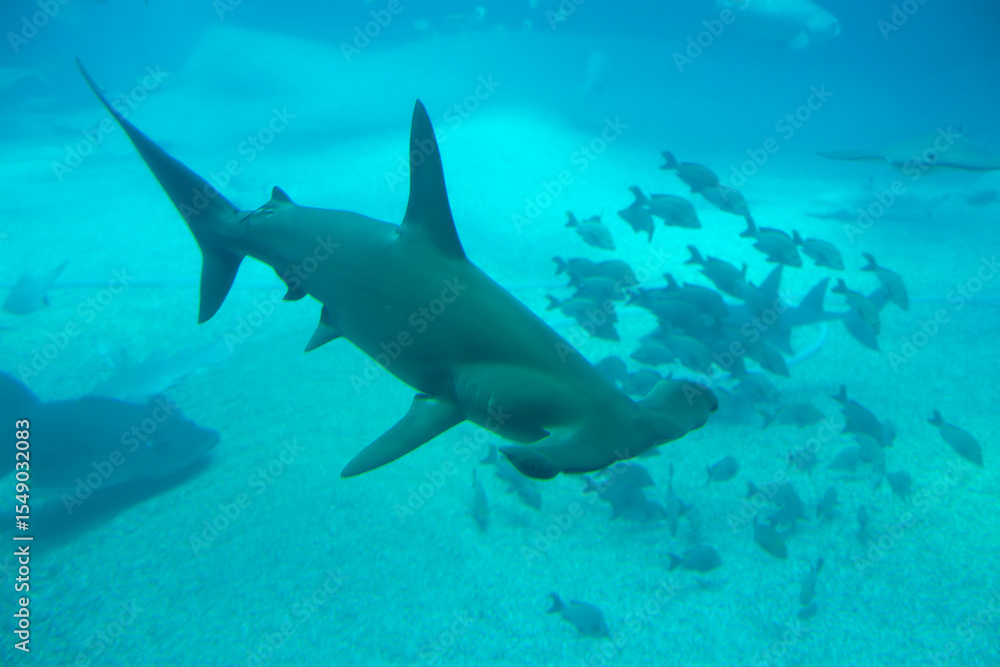 Scalloped hammerhead (Sphyrna lewini) under water Scalloped hammerhead (Sphyrna lewini) under water