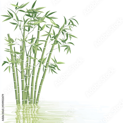 bamboo plants