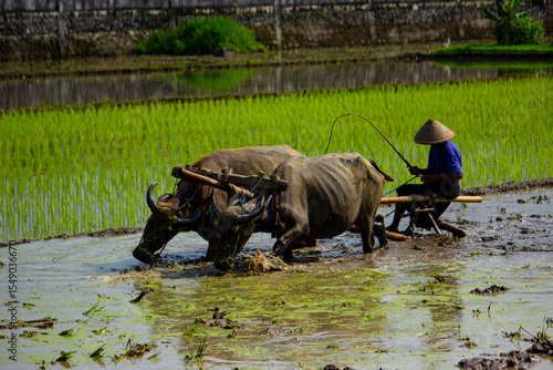 фотографія Farmer plowing paddy field with pair oxen or buffalo in Indonesia