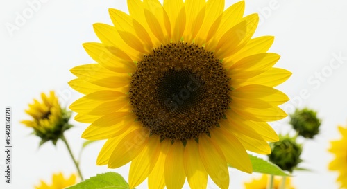 Vibrant Sunflower Close-Up Against a Soft White Sky, Surrounded by Budding Companions