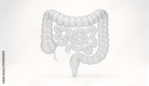 A transparent anatomical illustration of the human intestines shows the large and small intestines with internal details on a white background.