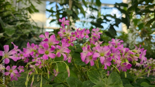 Wallpaper Mural Vibrant pink sorrel flowers bloom under filtered sunlight, creating a peaceful, dreamlike moment within a lush greenhouse. Torontodigital.ca