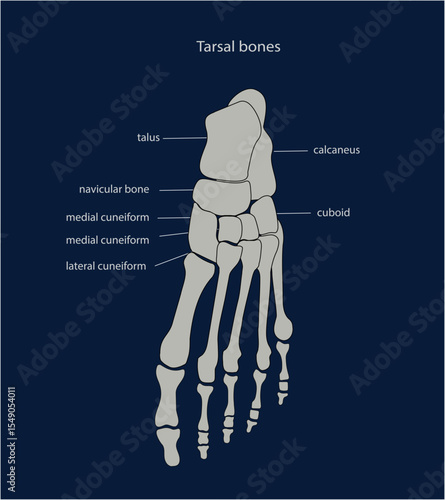 Human foot skeleton anatomy with captions, medical scientific chart.