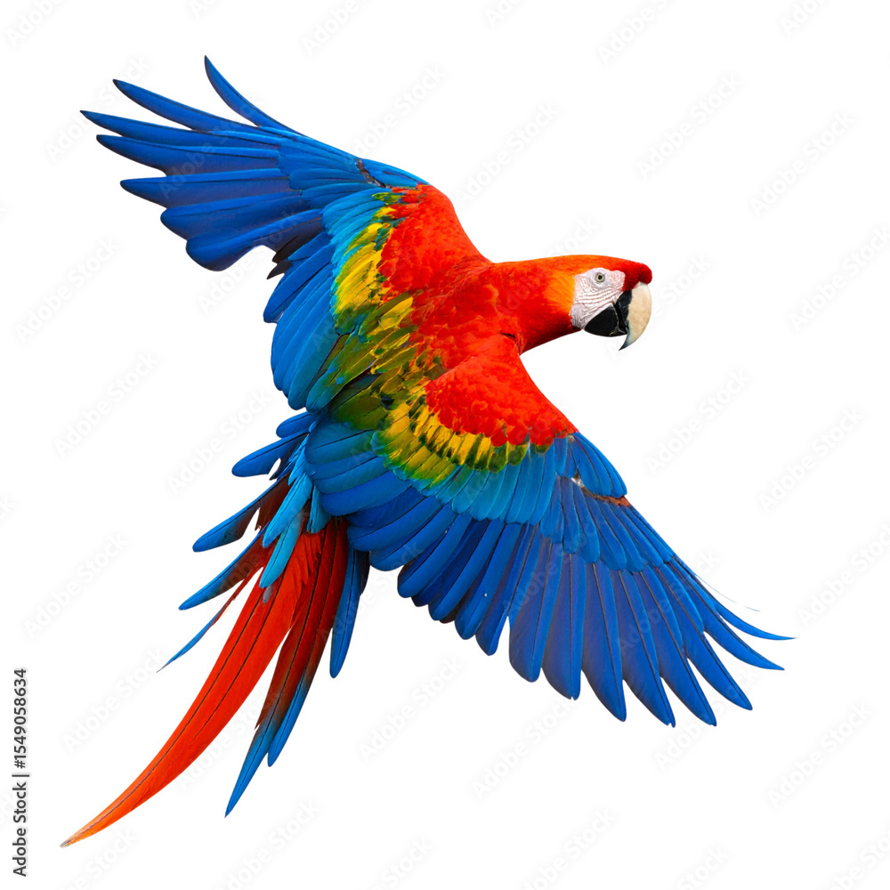 Fototapeta premium A colorful blue and yellow macaw, a tropical parrot, is isolated with its bright feathers and strong beak
