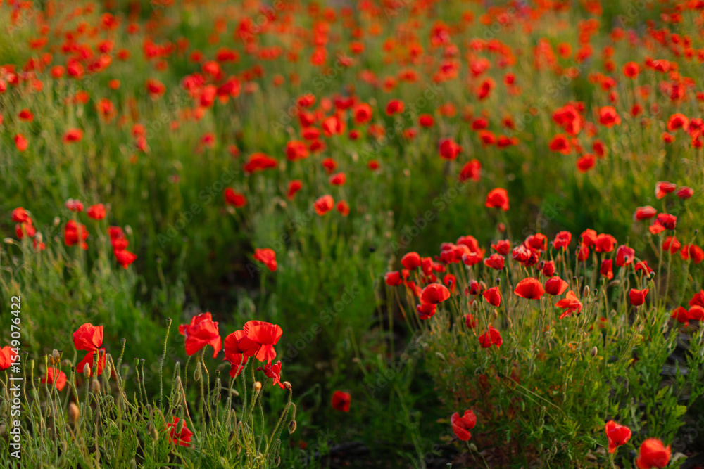 Fototapeta premium Blooming red poppy field in summer with soft natural light and gentle breeze. Scenic floral landscape ideal for backgrounds, nature concepts, and seasonal themes.