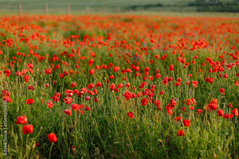 Fototapeta premium Blooming red poppy field in summer with soft natural light and gentle breeze. Scenic floral landscape ideal for backgrounds, nature concepts, and seasonal themes.