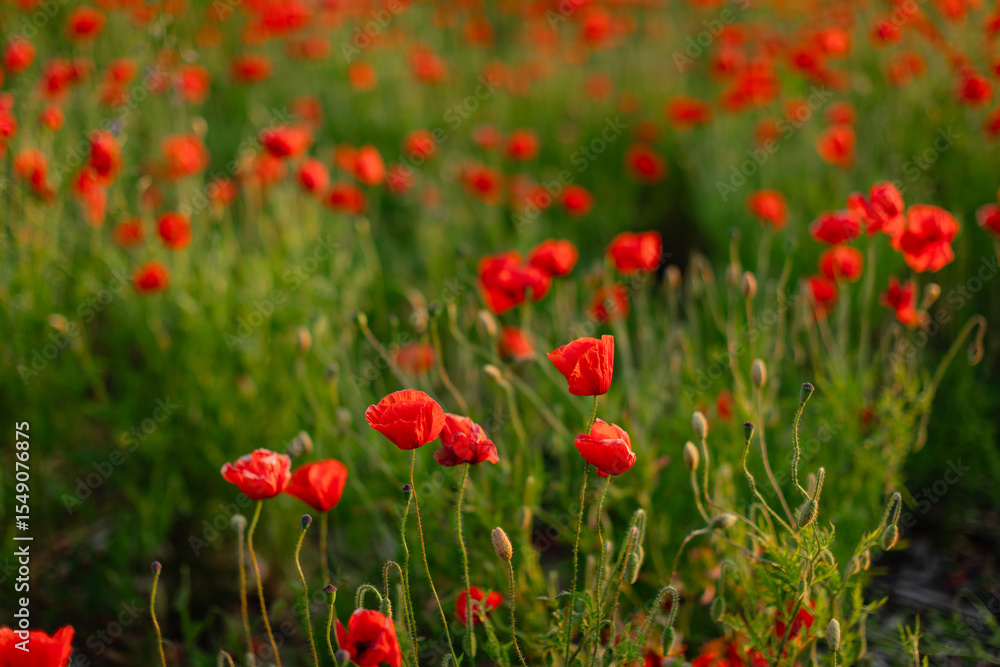 Fototapeta premium Blooming red poppy field in summer with soft natural light and gentle breeze. Scenic floral landscape ideal for backgrounds, nature concepts, and seasonal themes.