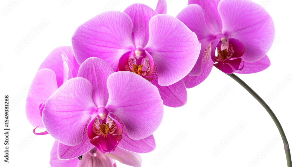 Pink orchid on white background Pink orchid on white background
