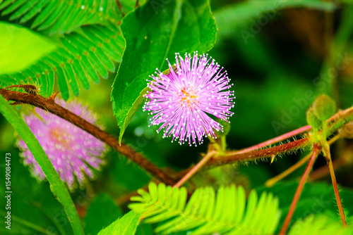 фотографія mimosa plant, sensitive plant or putri malu or sleepy plant (Mimosa pudica) on p