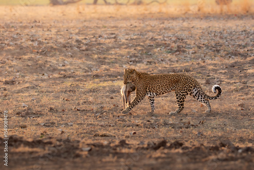 Photography Side profile of leopard with monkey in mouth