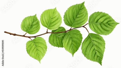 Leaf Light Haze Green Branch isolated watercolor vector illustration svg