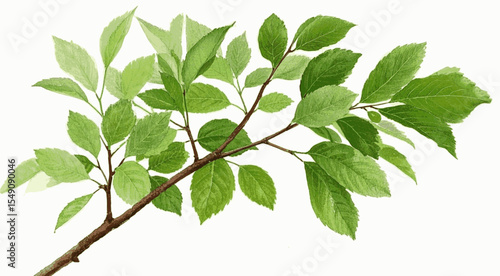 Growth Stroke Green Branch isolated watercolor vector illustration svg
