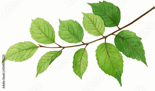 Emerald Reach Green Branch isolated watercolor vector illustration svg