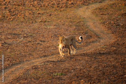 Leopard walking with monkey in mouth
