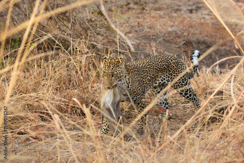 Leopard walking with kill in mouth