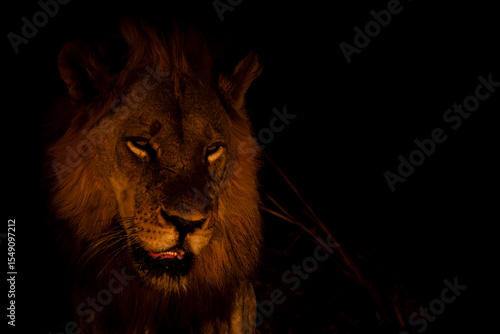 Portrait of male lion at night