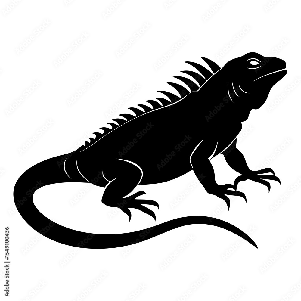 iguana on white background iguana on white background
