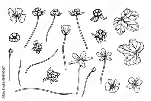 Monochrome cloudberry with berries, flowers, leaves and stems vector illustration clip art. Nordic berries set for botanical guides, nature designs, organic product packaging, and herbal medicine