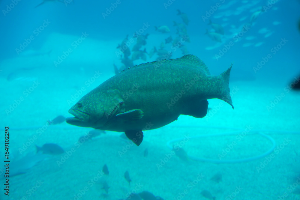 Obraz premium Longtooth grouper (Epinephelus bruneus) under water