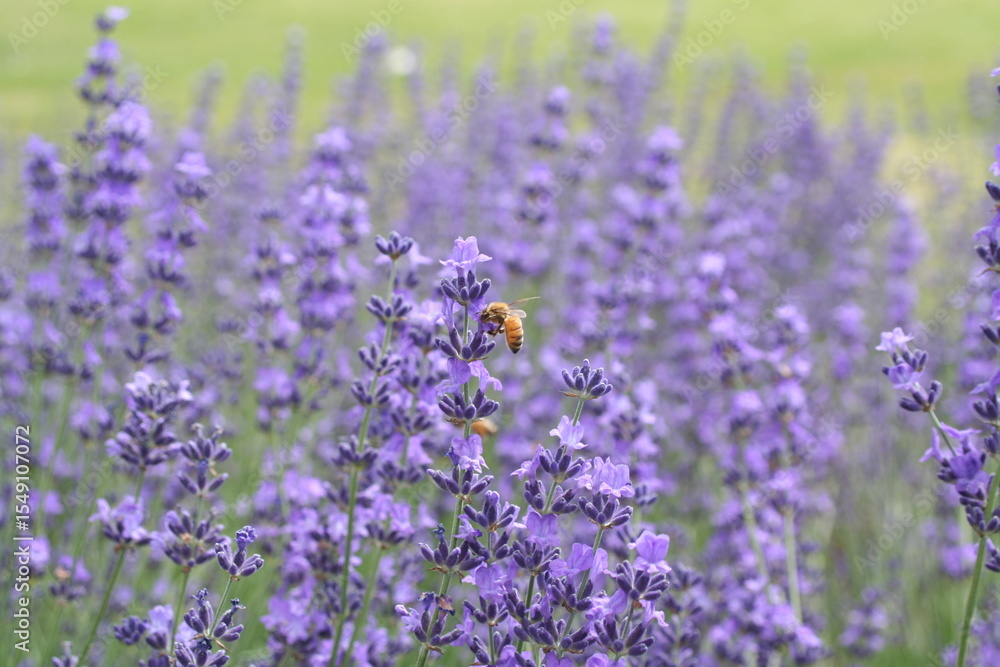 Obraz premium ラベンダー畑で蜜を集めるミツバチ