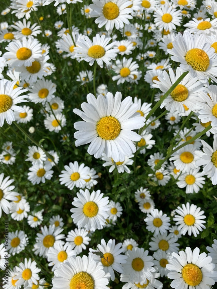 Fototapeta premium Daisies in the meadow