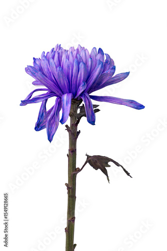 High Quality PNG of purple chrysanthemum on white background