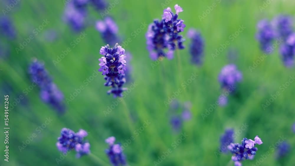 Fragrant blue lavender flowers blossoming on vast field in peaceful summer farmland Fragrant blue lavender flowers blossoming on vast field in peaceful summer farmland