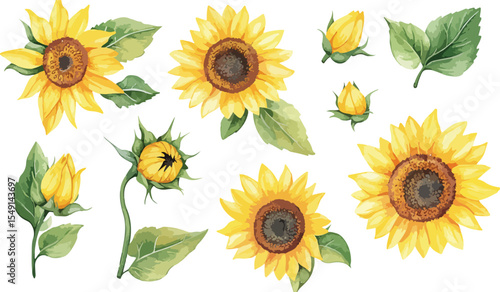 Watercolor Sunflower Set with Buds and Leaves on White Background