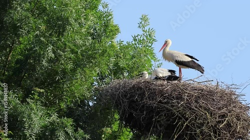 Stork family interaction in a nest atop an oak tree, in a lush green meadow, blue sky and sunlight. Birds animal behavior, parental love, wildlife documentary in Czech Republic.