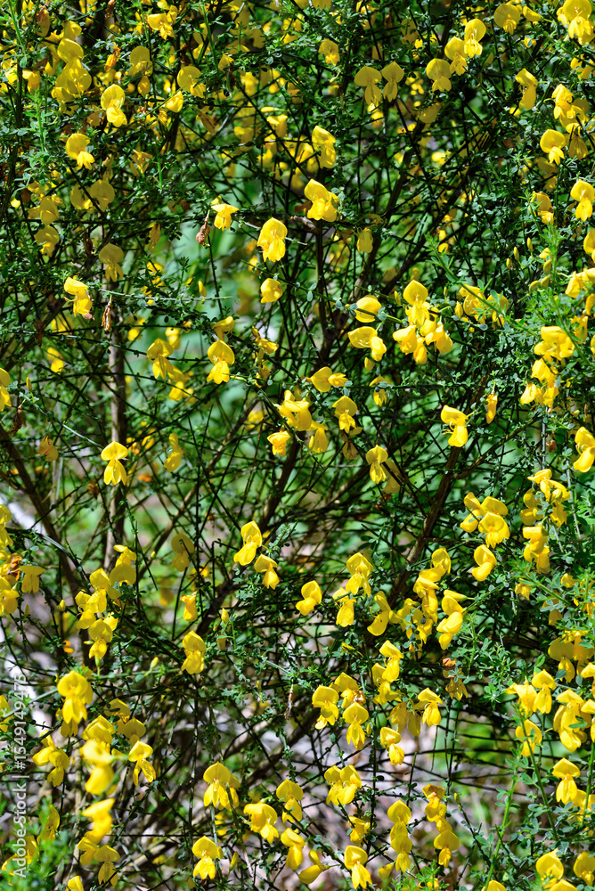 broom on the path to mount caucasus (caucaso) genoa italy broom on the path to mount caucasus (caucaso) genoa italy