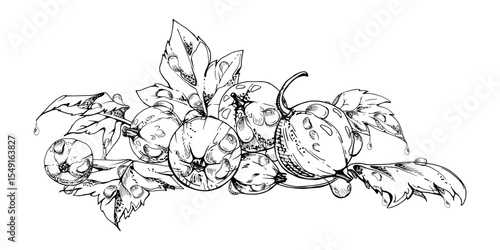 Currant gooseberry leaves heap bunch, ripe garden berry huckleberry juneberry casseille jostaberry. Isolated botanical illustration, vector ink hand drawn. Cookbook art, food craft packaging, grocery