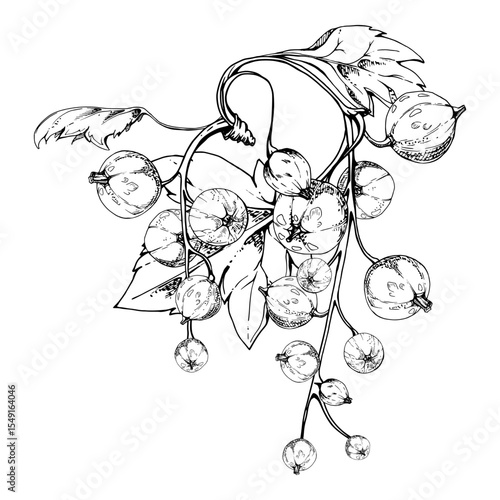 Currant gooseberry cluster bunch raceme with leaves, ripe garden berry casseille jostaberry juneberry, vector ink hand drawn. Isolated botanical illustration. Seasonal menu, herbal remedy craft teas
