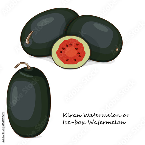 Whole and chopped Kiran Watermelons. Ice-box Watermelon. Citrullus lanatus. Vegetables. Clipart. Isolated vector illustration.