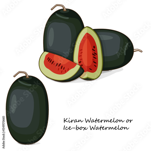 Whole and chopped Kiran Watermelons. Ice-box Watermelon. Citrullus lanatus. Vegetables. Clipart. Isolated vector illustration.
