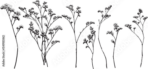 Statice Flowers Vector Illustration, Black and White, Isolated on White.