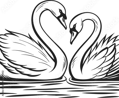 Love swans swimming on a serene lake, a beautiful symbol of nature and couple's design